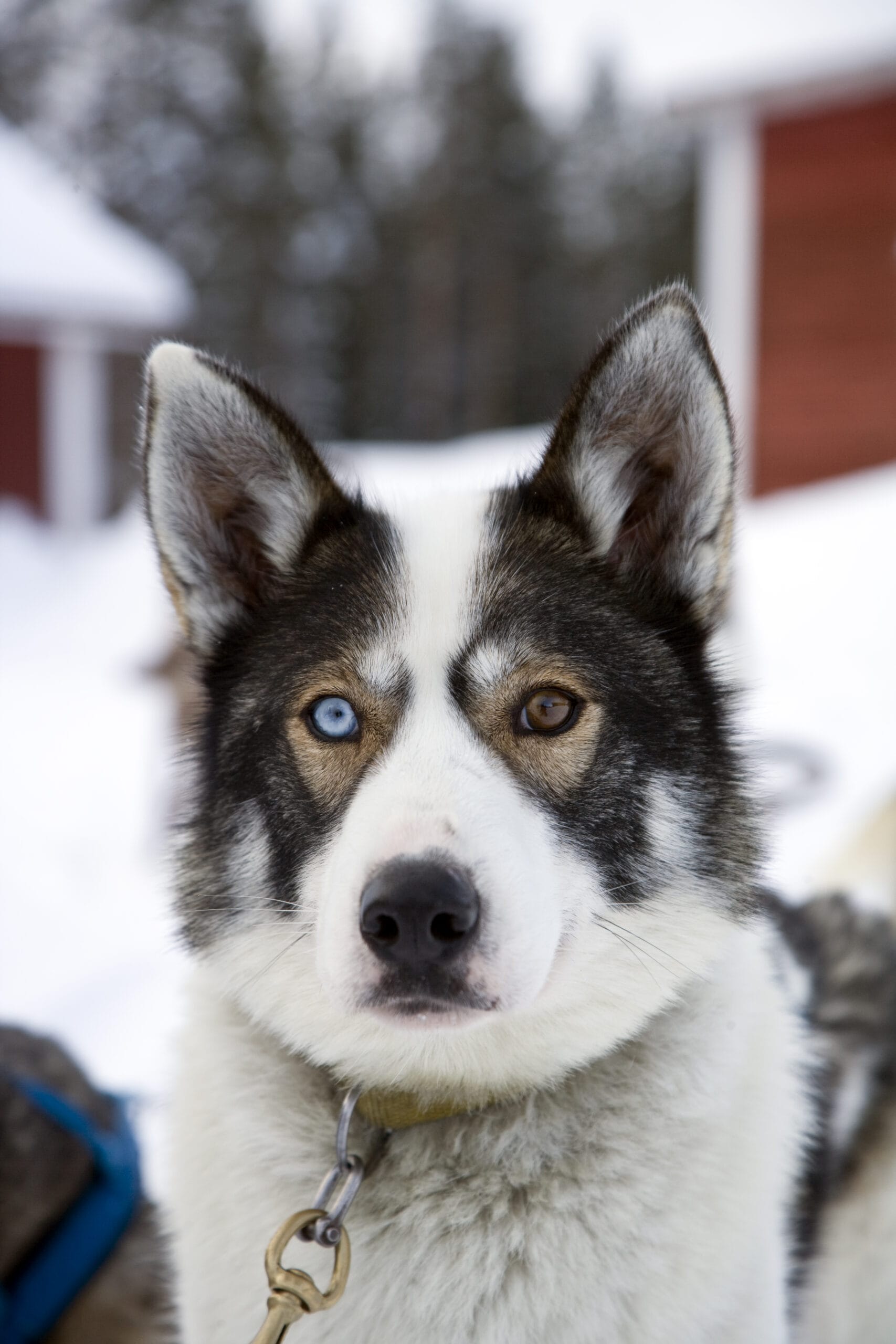 Husky dans la neige