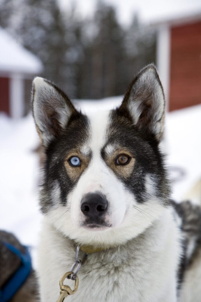 Safari con perros husky en Invisible Forest Lodge, Rovaniemi, Finlandia