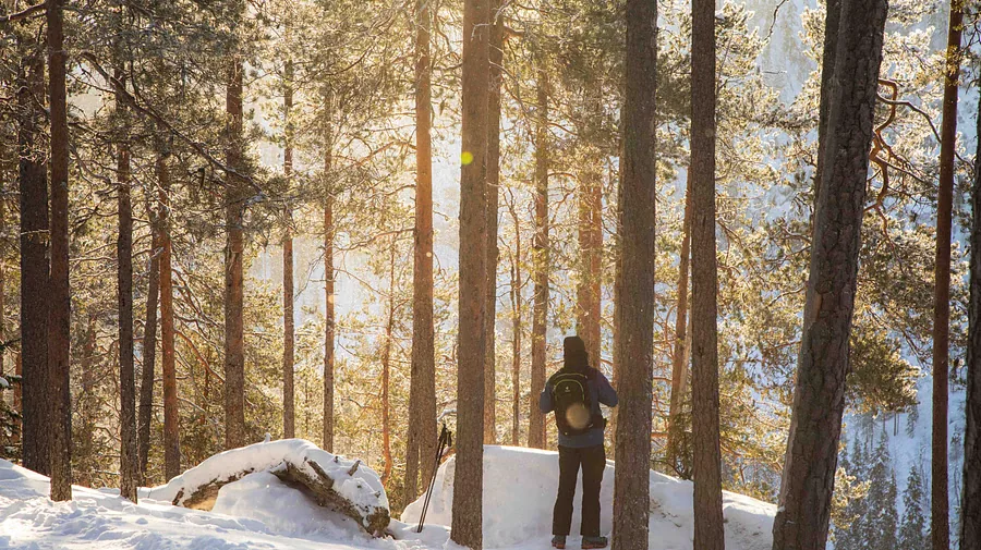 Randonneur avec bâtons dans une forêt de pins enneigée et ensoleillée