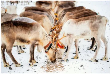 Un troupeau de rennes se nourrit dans une épaisse couche de neige