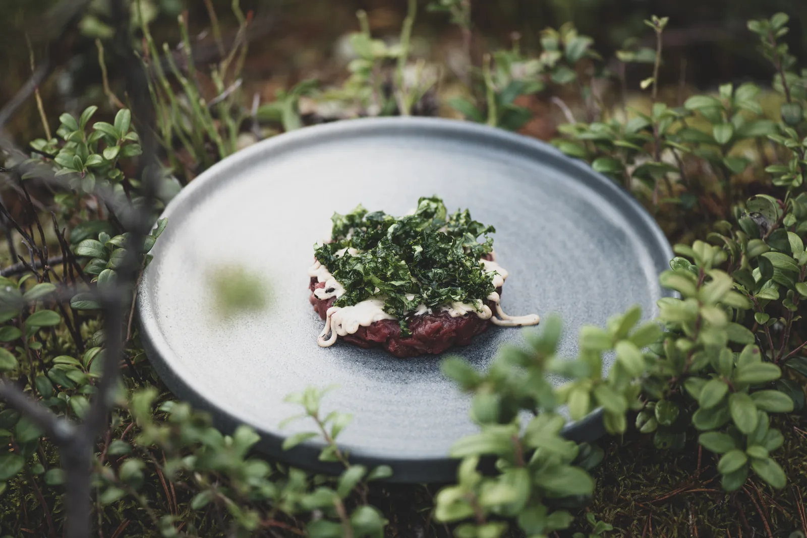 Fine-Dining-Gericht zwischen Waldpflanzen fotografiert