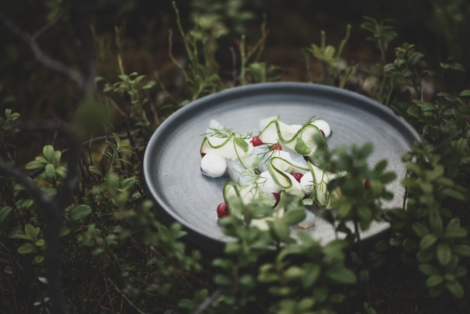 Fine-Dining-Gericht im Wald fotografiert